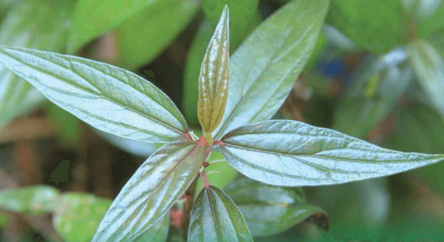 Cây thuốc dòi